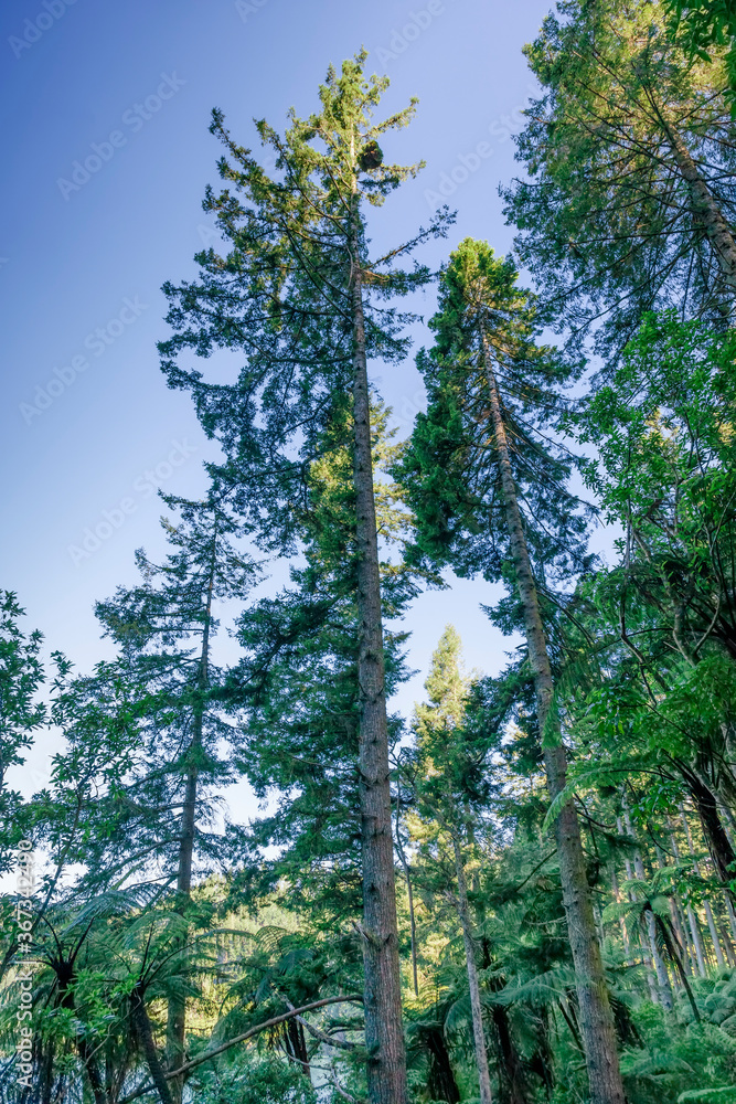 Obraz premium Tree ferns and redwood forest