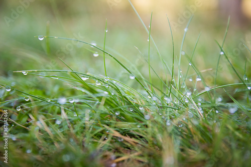 Droplets of morning dew on green grass. Background, nature protection
