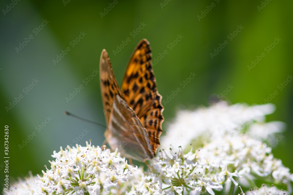 Beautiful summer butterflies on flowers and leaves Beautiful summer butterflies on flowers and leaves