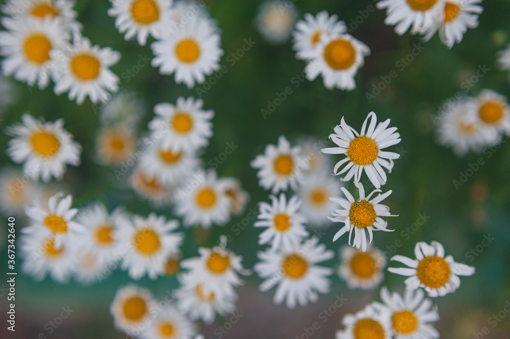Fototapeta premium chamomile close up. Macro photography of wild white flower