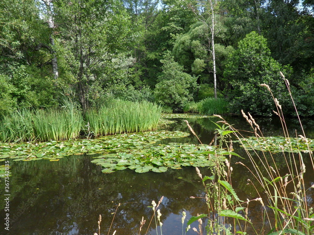 Obraz premium pond in the park