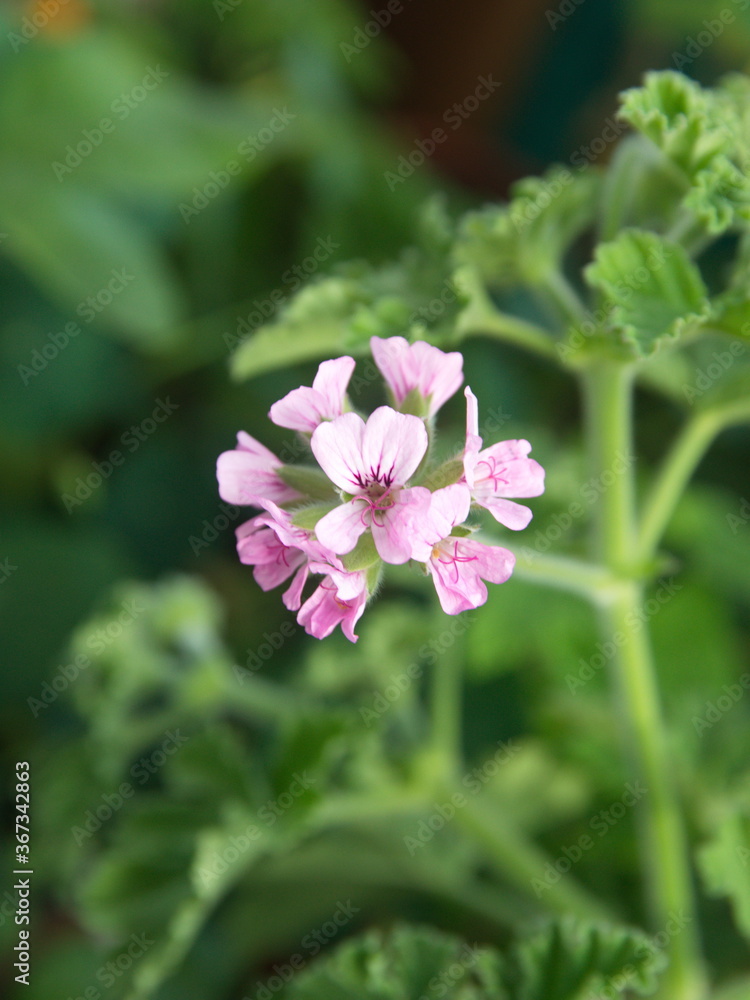 Geranium Geranium