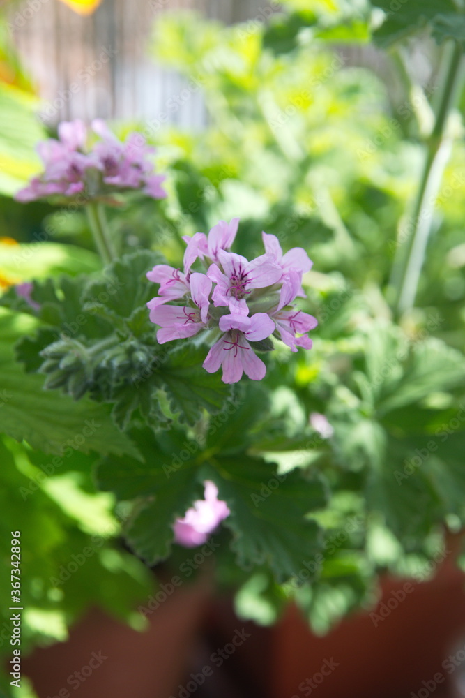 Geranium Geranium