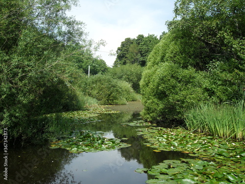 the river in the forest