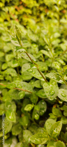 Blätter im Morgentau