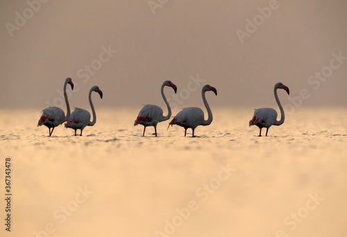 Greater Flamingos in the morning hours, Asker coast, Bahrain © Dr Ajay Kumar Singh