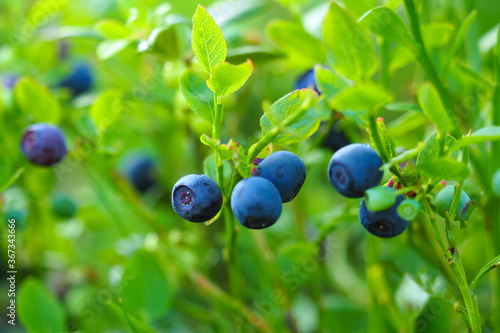 Bilberry, wimberry, whortleberry or European blueberry. Vaccinium myrtillus in nature, shrub with edible fruit of blue color