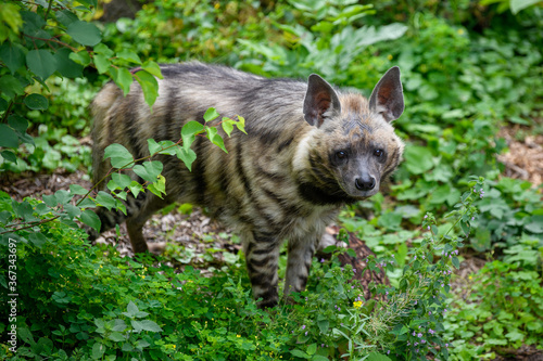 Striped hyena, Hyaena hyaena. Animal in the nature habitat © byrdyak
