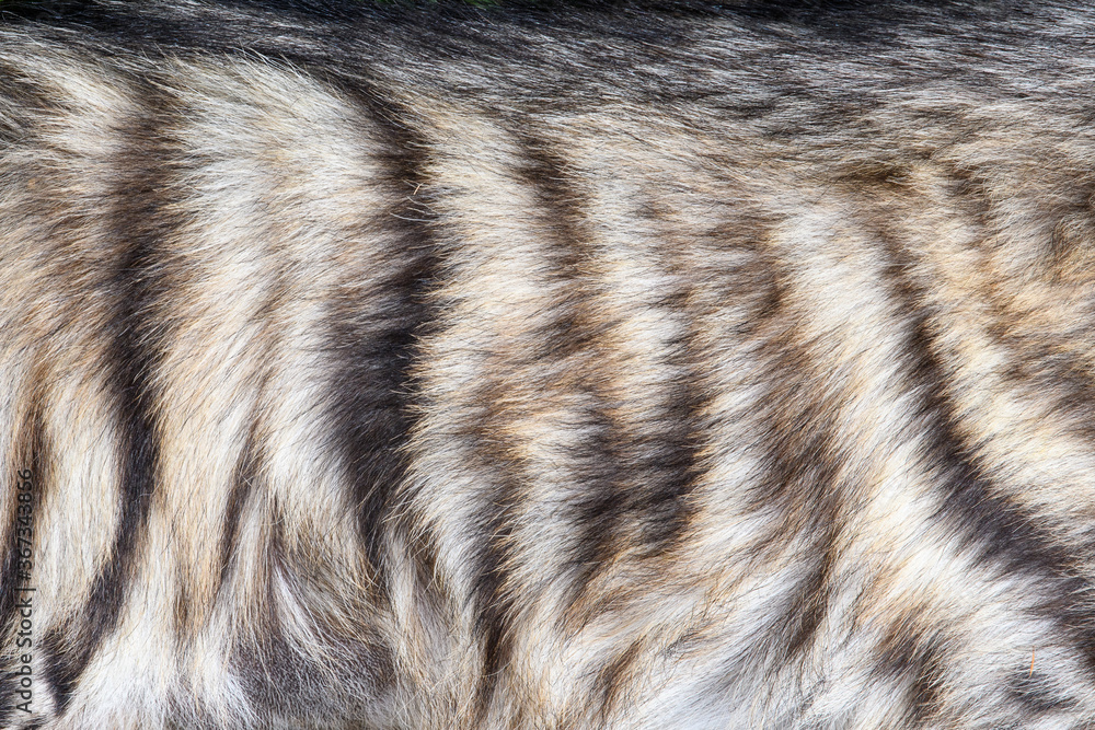 Closeup real hyena skin texture Closeup real hyena skin texture