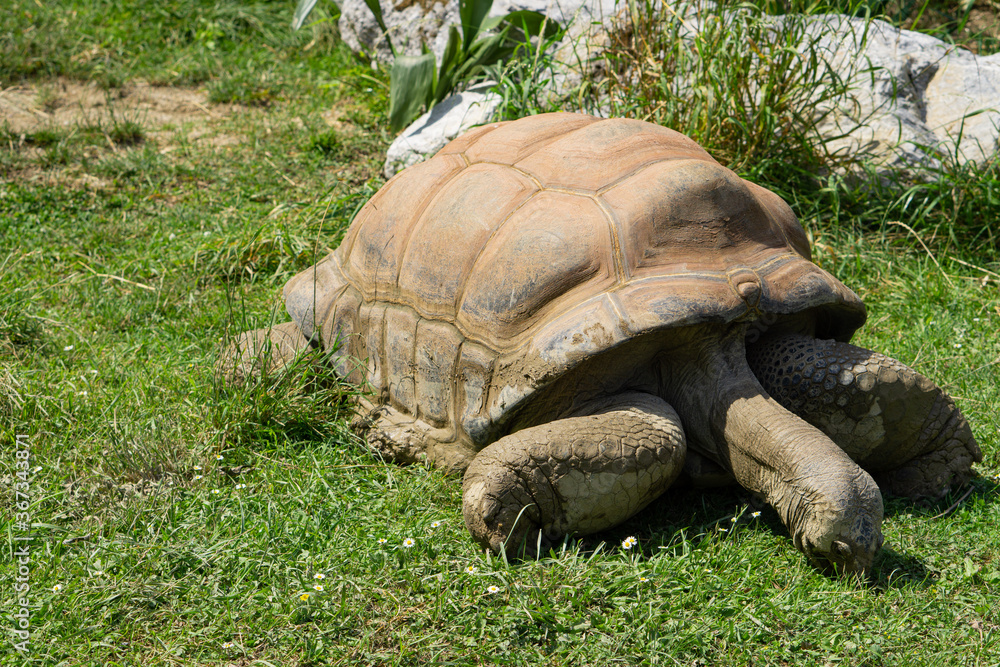 Fototapeta premium giant turtle or tortoise eating some gras