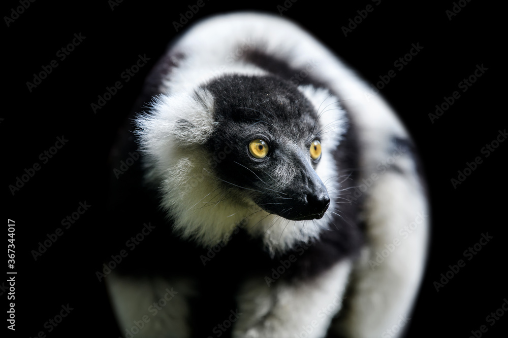 Obraz premium Czarno-biały lemur wariowany na czarnym tle