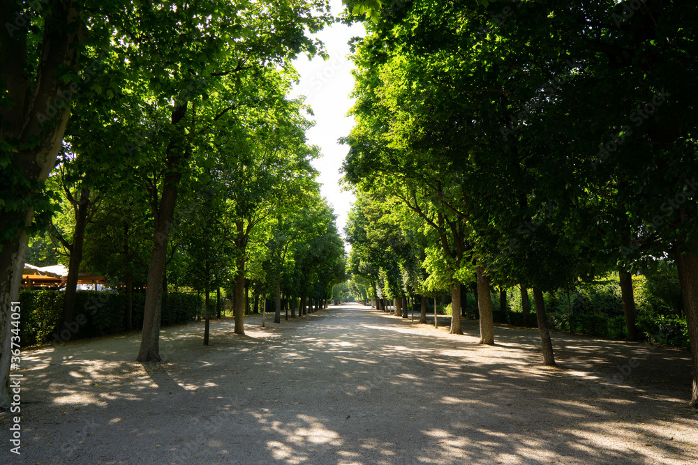 avenue with lots of trees