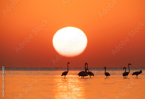 Greater Flamingos during sunrise   Asker coast  Bahrain