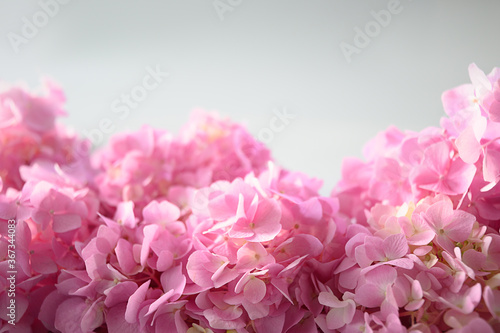 Festive frame with pink hydrangea. Flower composition with copy space on grey. Soft focus.