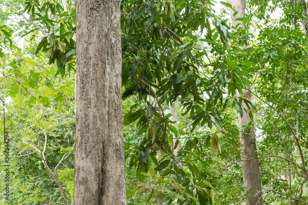 Teak Trees in Thailand precious hardwoods one of the last major areas of tropical forest in Asia
Teak Trees in Thailand precious hardwoods one of the last major areas of tropical forest in Asia