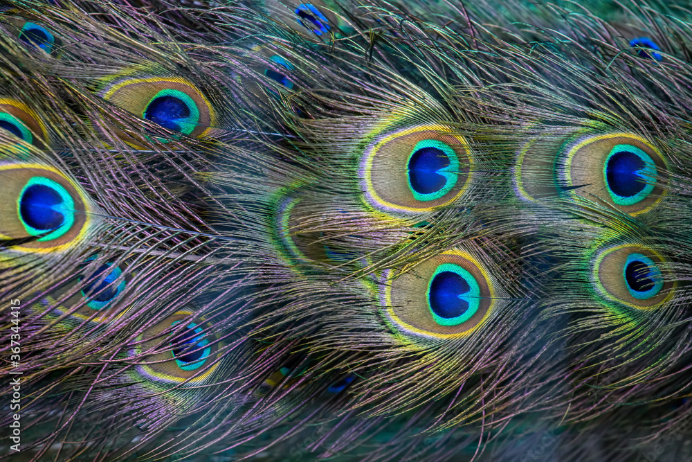 Fototapeta premium Peacock wing swan feather texture
