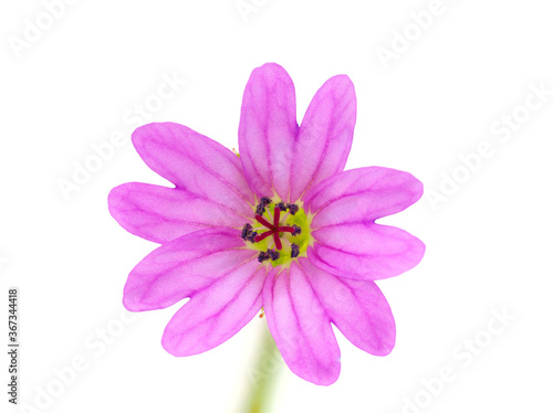 Pink Flower of Geranium molle  the Dove s-foot Crane s-bill or Dovesfoot Geranium isolated on white background
