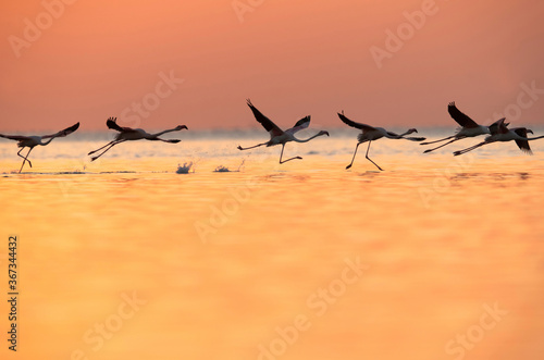 Greater Flamingos takeoff at Asker coast, Bahrain