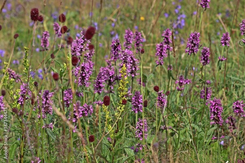 Blumenwiese auf der Wasserkuppe im Juli