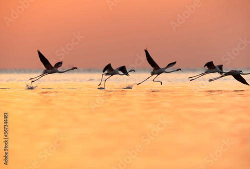 Wallpaper Mural Greater Flamingos takeoff  in the morning hours, Asker coast, Bahrain Torontodigital.ca