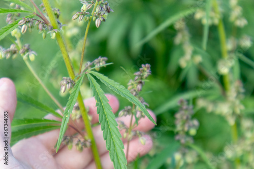 Hand Holding Marijuana Leaf with Cannabis seeds on farm © epovdima