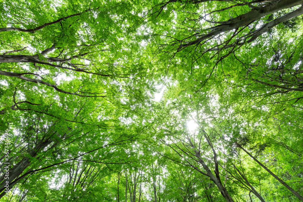 Naklejka premium Tree canopy, forest wide angle landscape