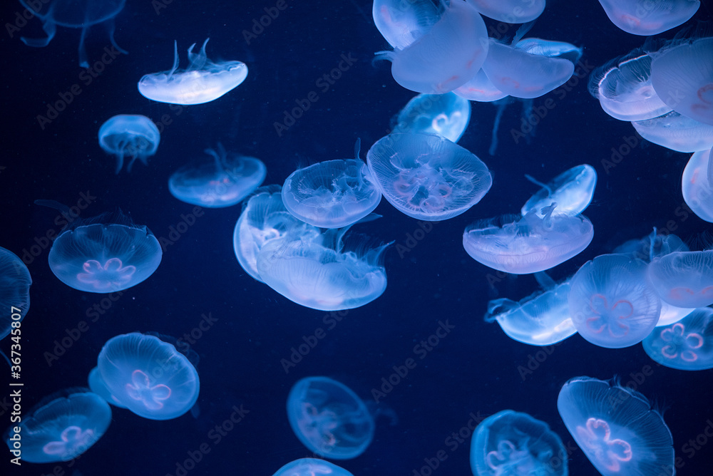 Jellyfish in deep blue background 青く照らされたミズクラゲの群れ 背景 Jellyfish in deep blue background 青く照らされたミズクラゲの群れ 背景