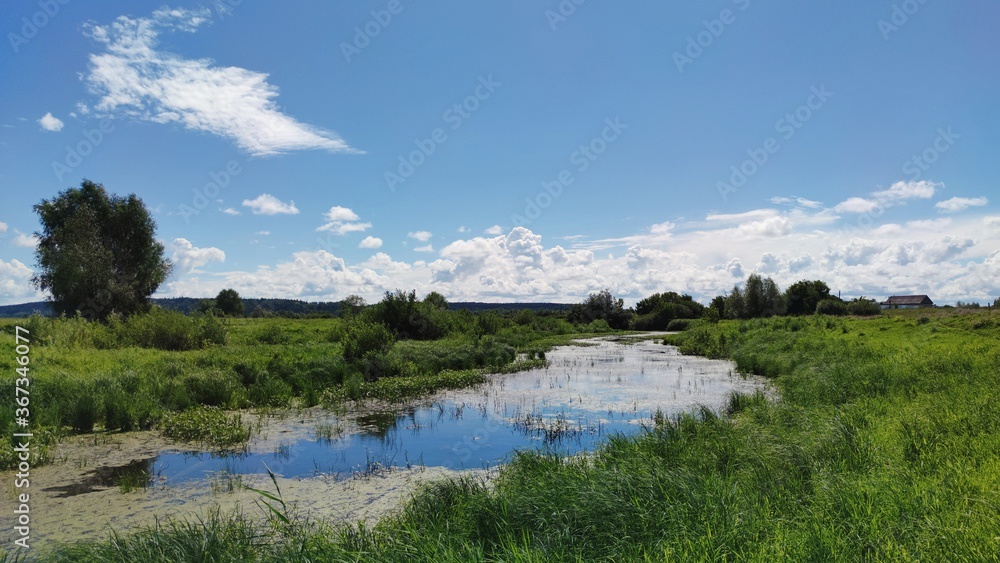 a small swamp among green grass on a sunny day against a blue sky with clouds