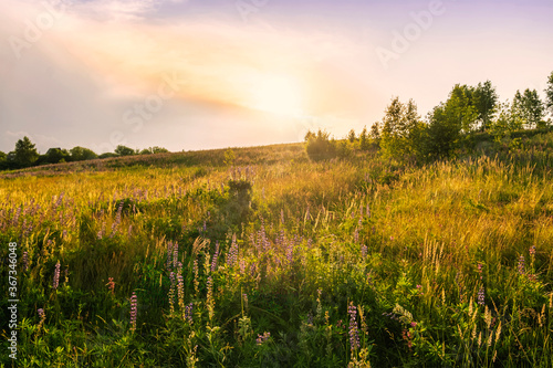 Scenic view at beautiful spring sunset in a green shiny flower hill with green grass and golden sun rays  deep blue cloudy sky   trees spring valley landscape