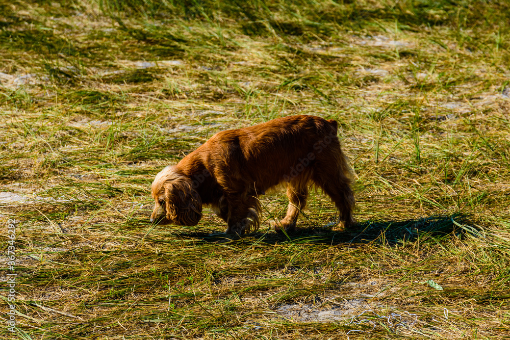 Ginger cocker spaniel dog in a green grass Ginger cocker spaniel dog in a green grass