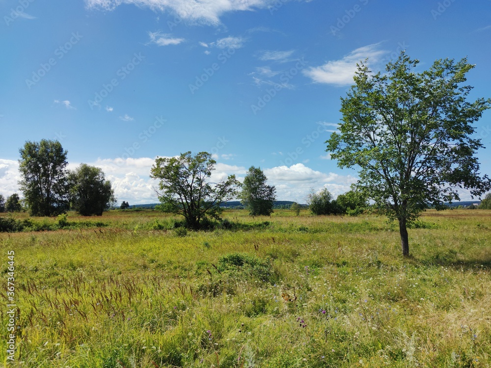 trees in a green field on a sunny day against a blue sky with clouds trees in a green field on a sunny day against a blue sky with clouds