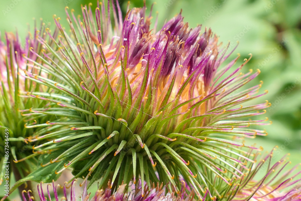 Close-up on a purple thistle flower. Floral macrophotograph. Selective focus, deliberately blurred background. Close-up on a purple thistle flower. Floral macrophotograph. Selective focus, deliberately blurred background.