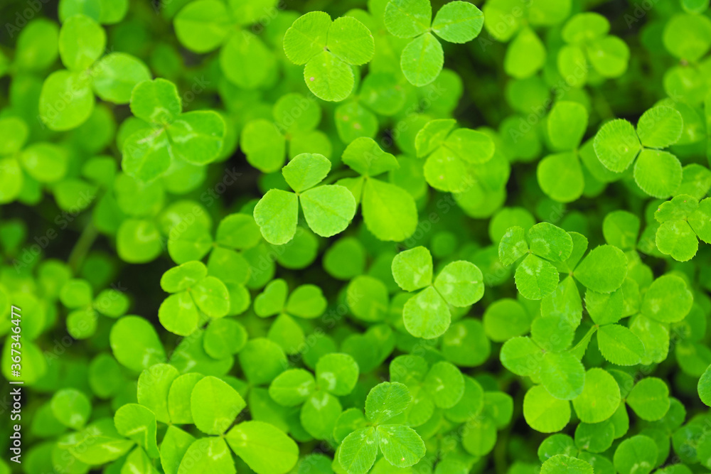 Green clover grass texture view from above. Clover meadow top view, green background Green clover grass texture view from above. Clover meadow top view, green background