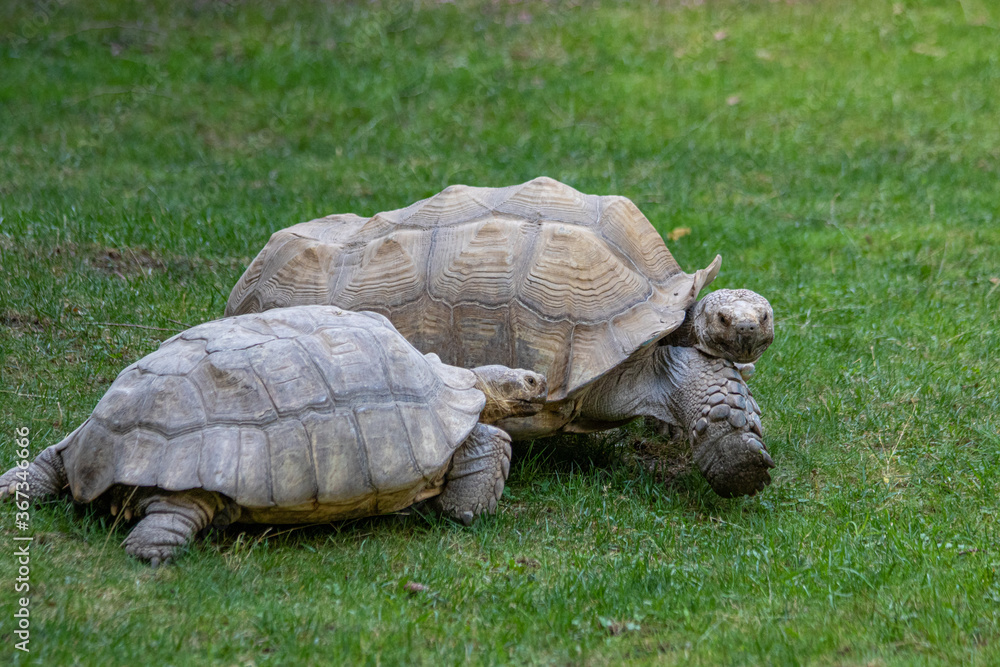 Fototapeta premium Schildkröten