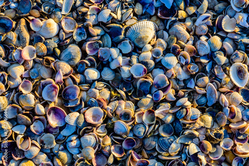 Background of the many sea shells. Natural pattern