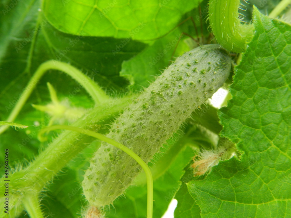 Fototapeta premium cucumber in the garden