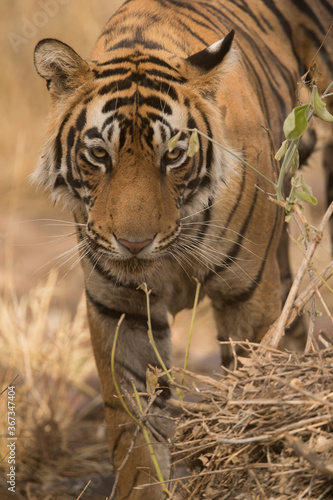 Tigress T60 cub closeup  Ranthambore Tiger Reserve