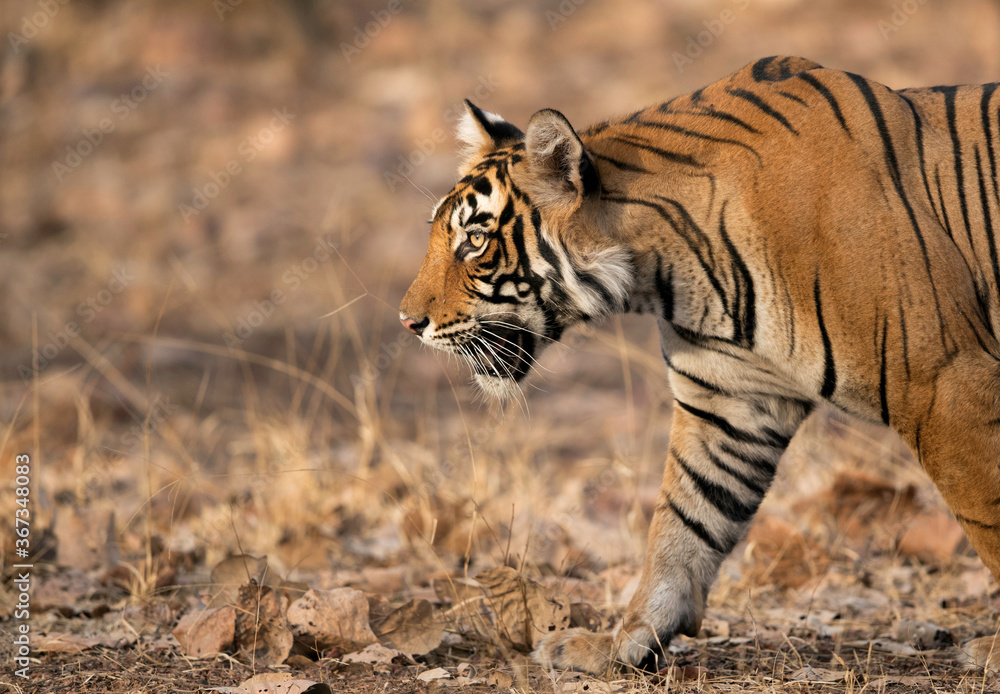 Closeup of Tigress noor cub, Ranthambore Tiger Reserve Closeup of Tigress noor cub, Ranthambore Tiger Reserve