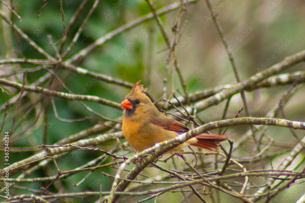 Bird Bird