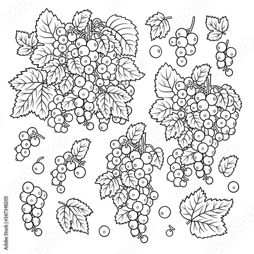 Hand drawn currant. Set of objects.