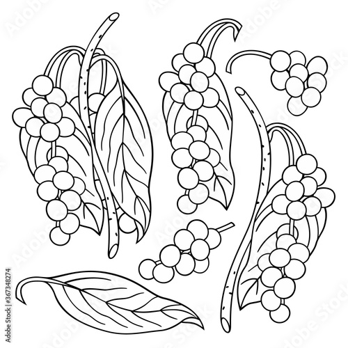 Hand drawn lemongrass. Set of objects.