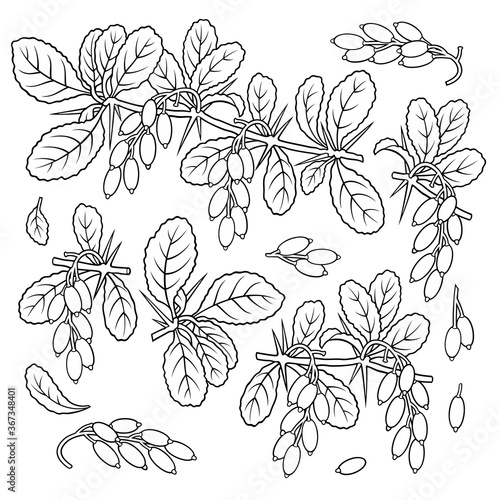 Hand drawn barberry. Set of objects.