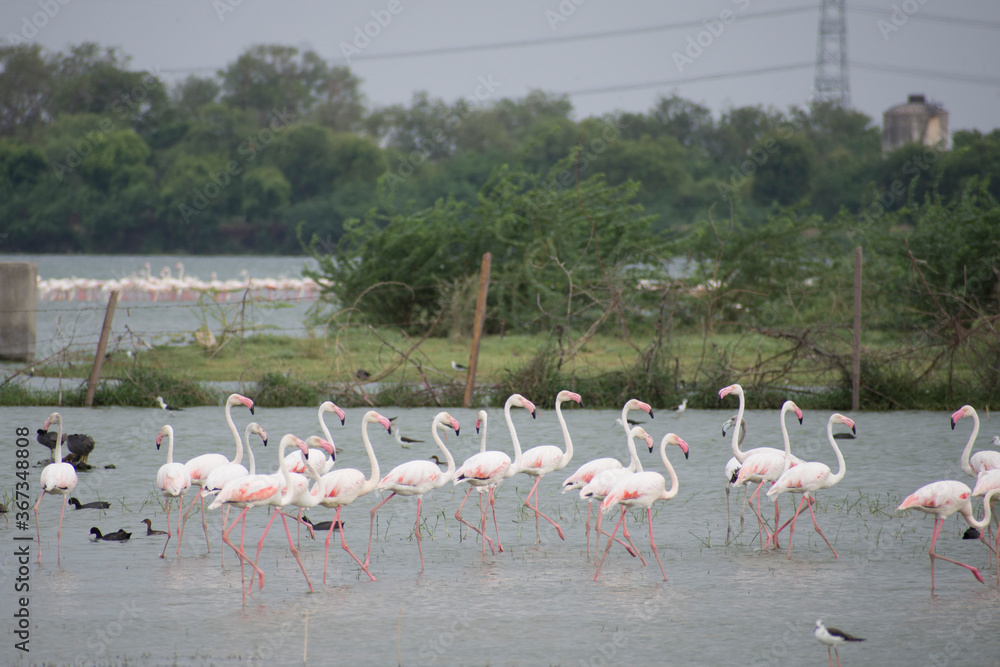 Fototapeta premium flamingos