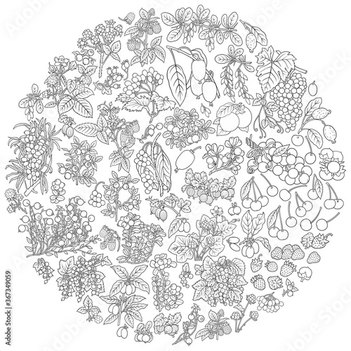 Berries, fruits hand drawn doodles illustration