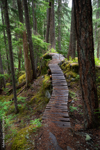 Little wooden path in the forest in Whistler Canada