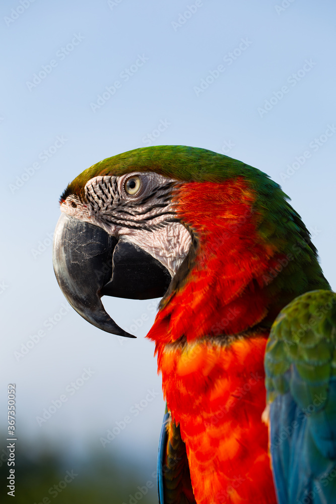 Fototapeta premium Close up Macaw parrot on blue sky background.