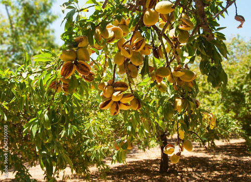 Close-up of ripe almonds on almond tree.