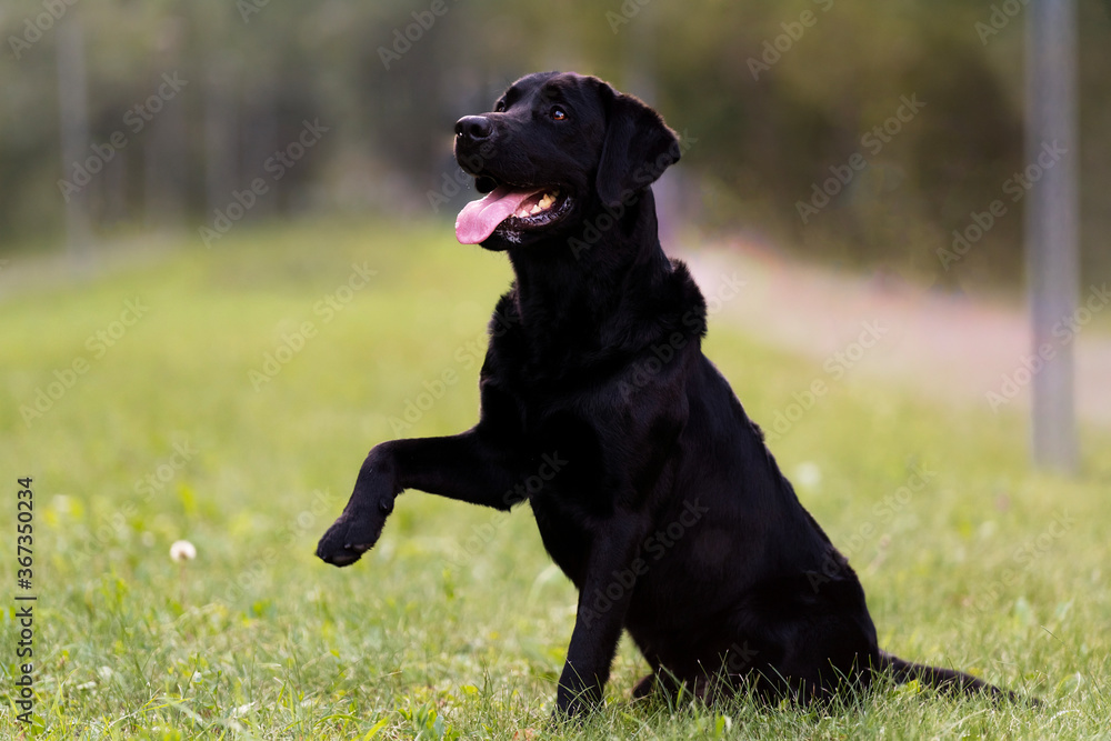 Black Labrador sitting on the grass holding up a forepaw. Black dog on grass Black Labrador sitting on the grass holding up a forepaw. Black dog on grass