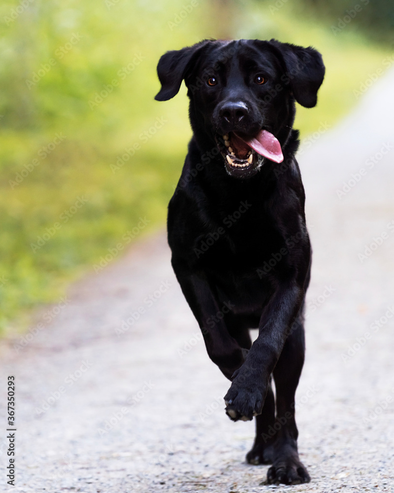 A black Labrador runs towards. Labrador runs. The black dog runs his tongue out