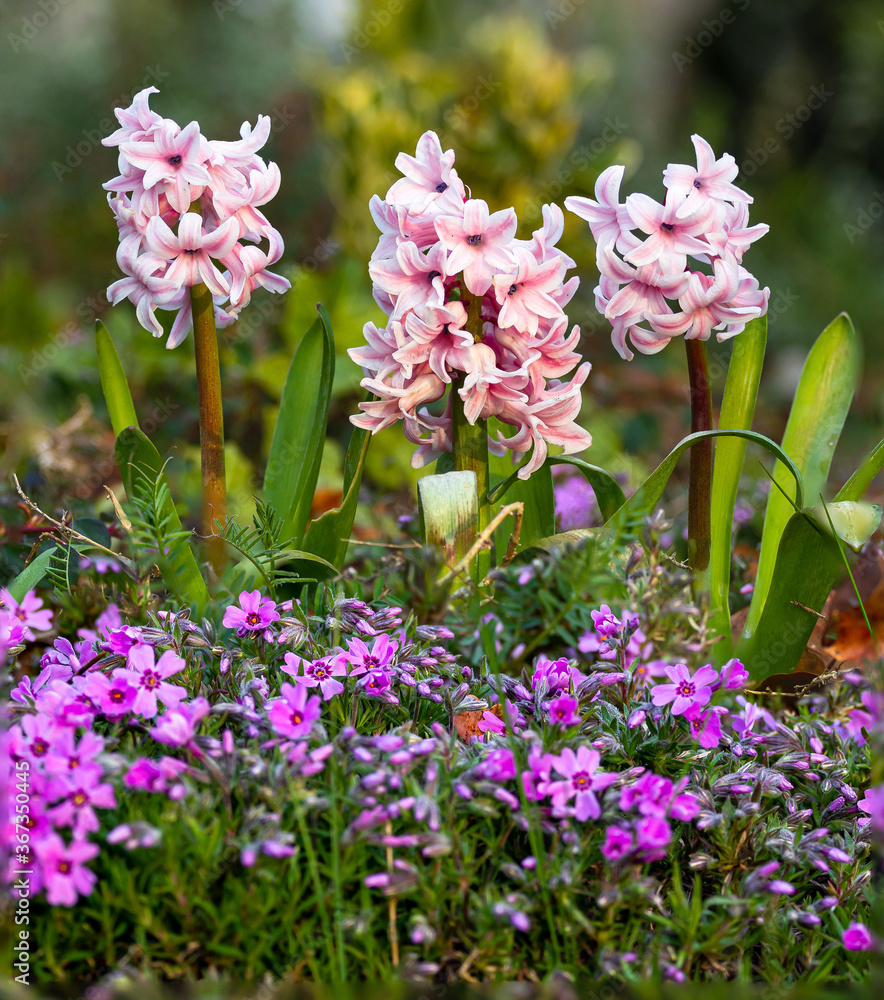 Naklejka premium Beautiful pink spring flower corydalis
